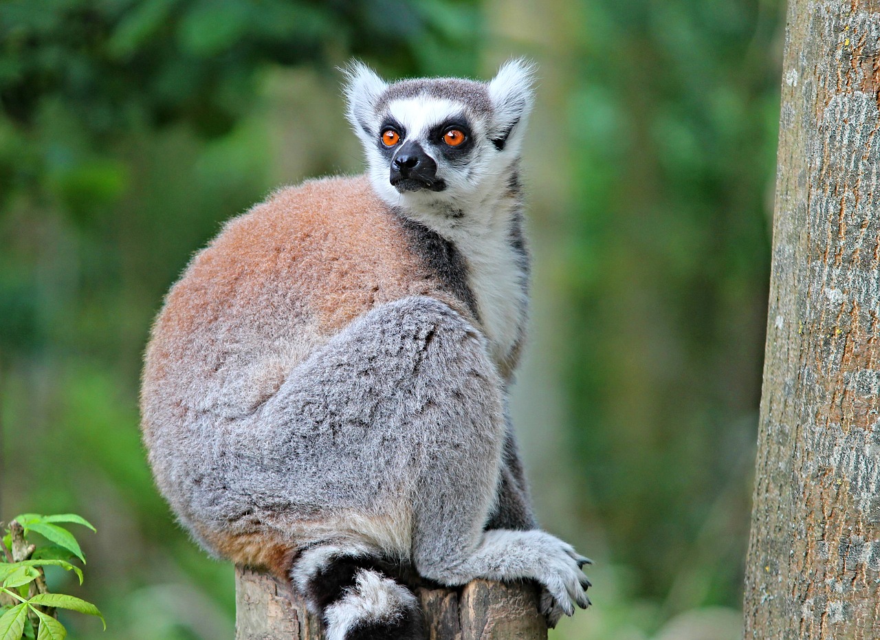Image - maki lemure primate watch eyes