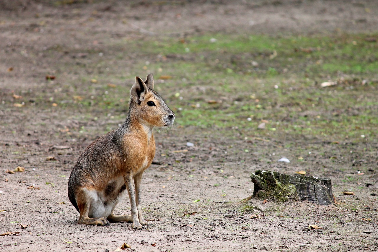 Image - pampashase rodent argentina