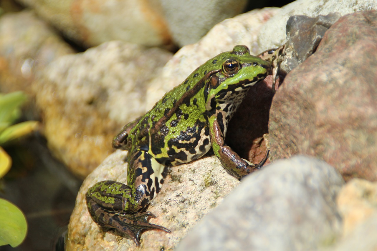 Image - frog animal green nature