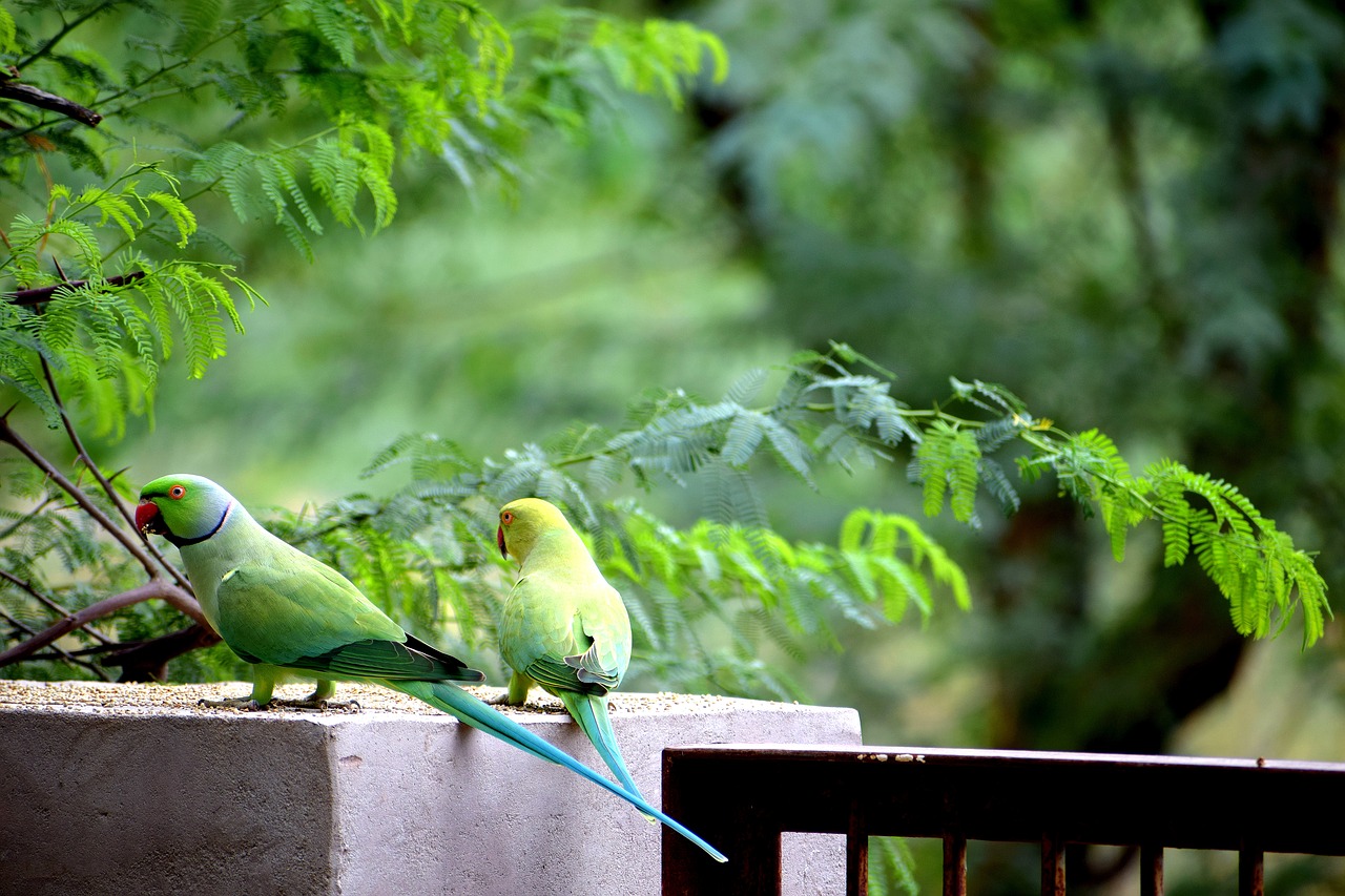 Image - parrots birds nature animal wild