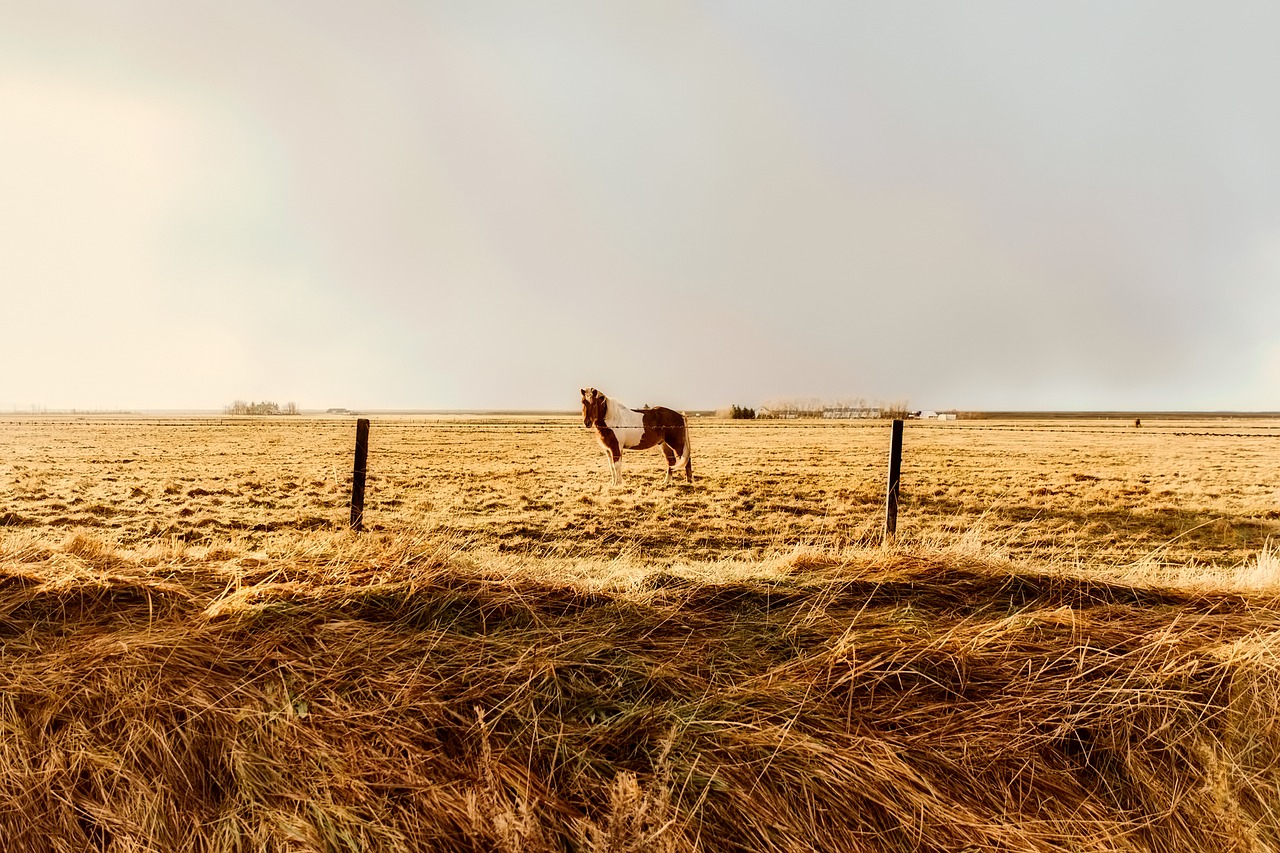 Image - iceland horse animal field meadow