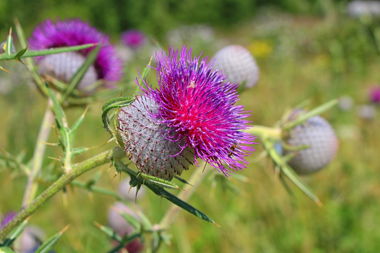 Image - thistle thistles summer meadow