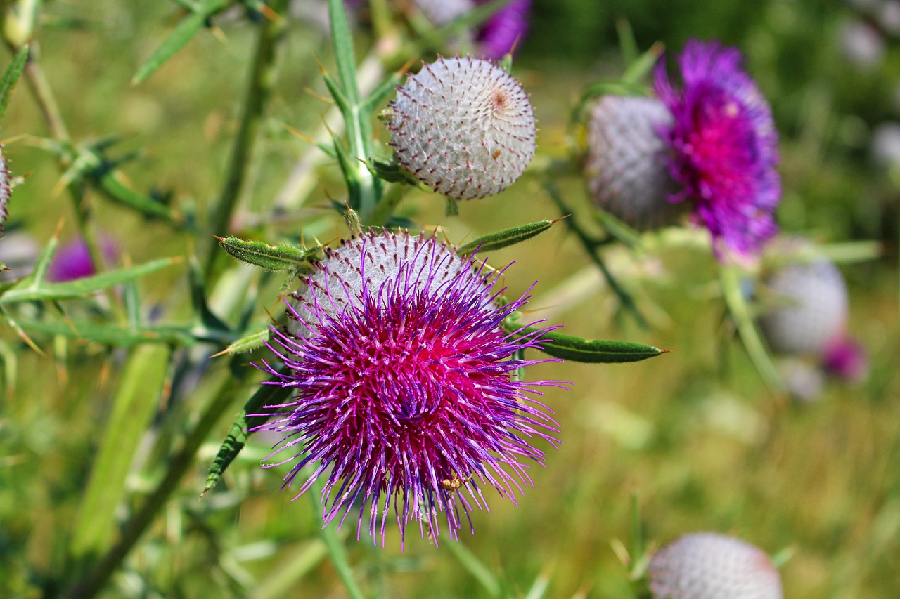 Image - thistle thistles summer meadow