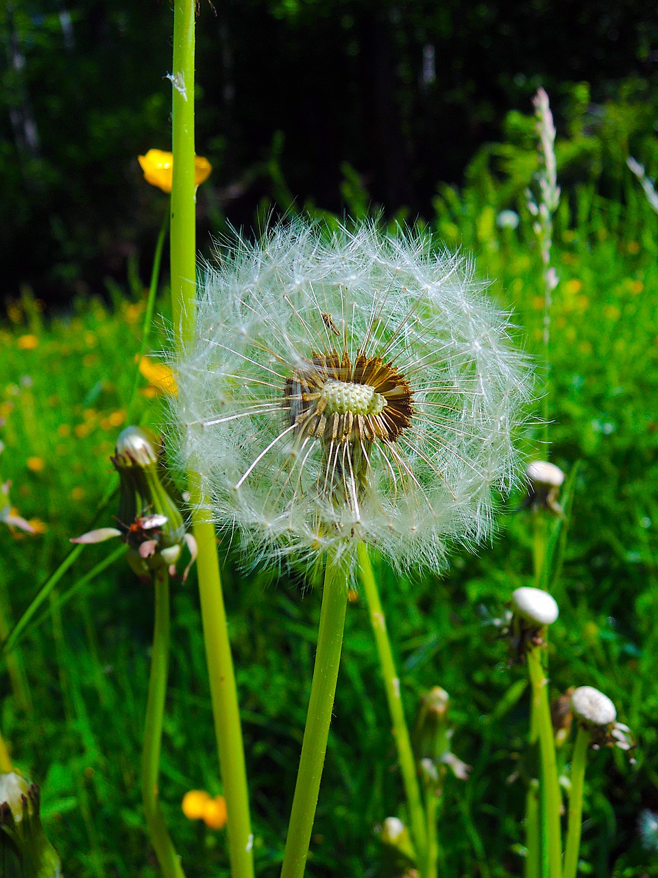 Image - dandelion withered nature