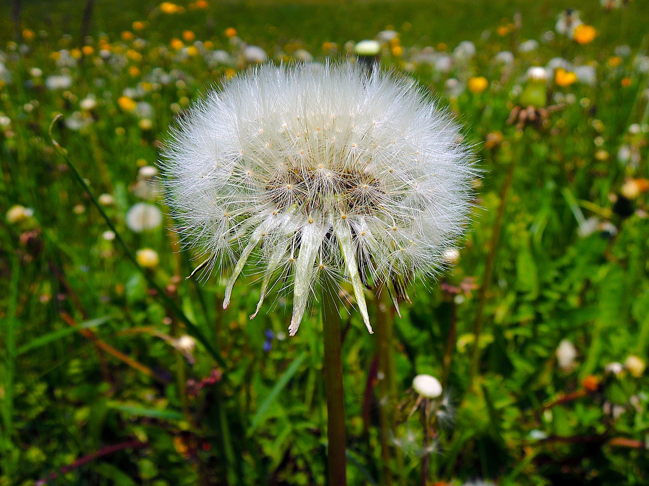 Image - dandelion withered nature