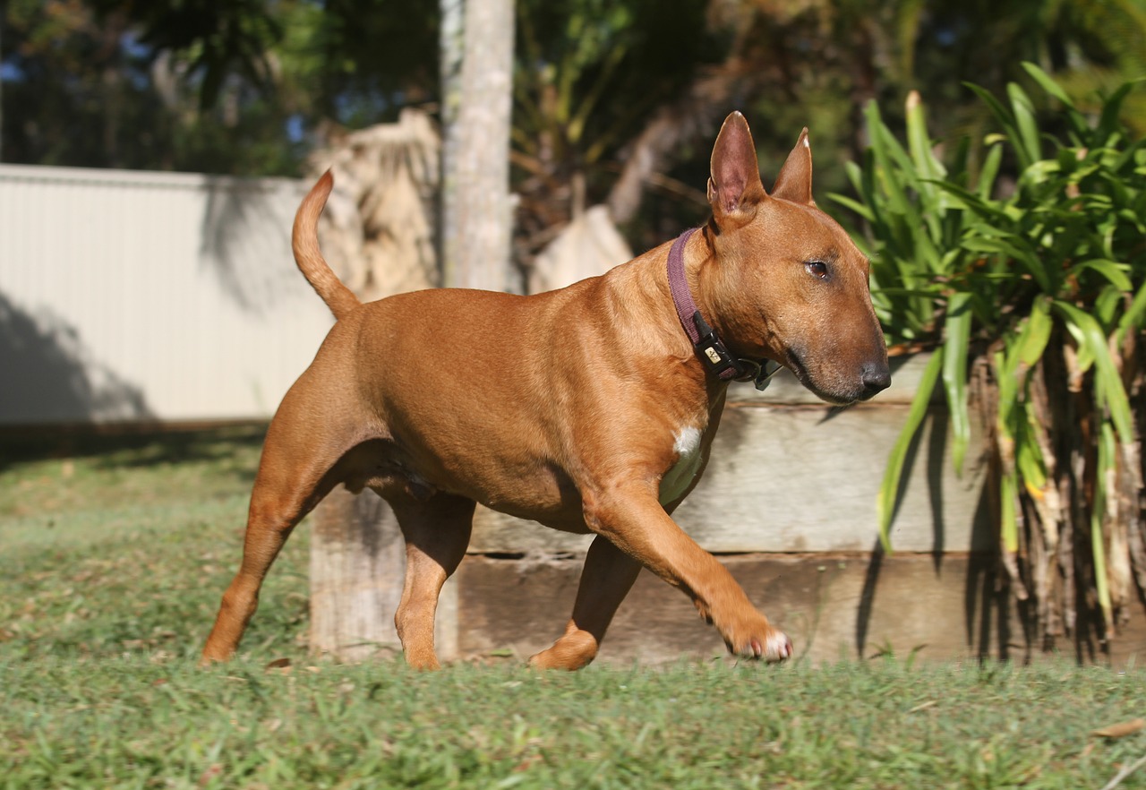 Image - dog miniature bull terrier canine