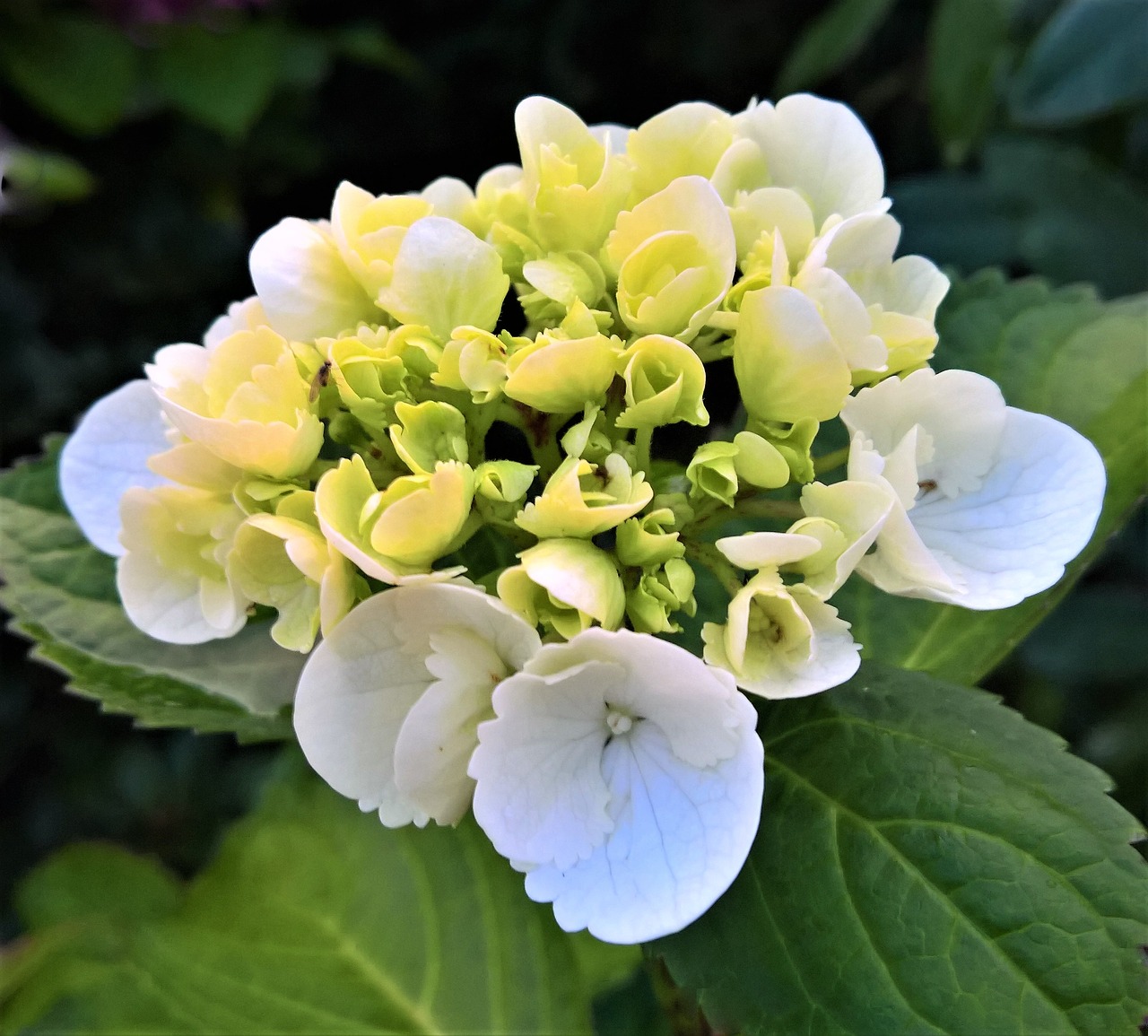Image - plant hydrangea blossom bloom