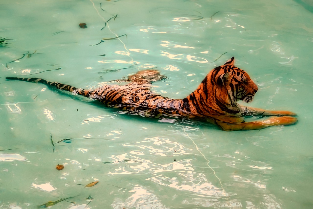 Image - tiger animal wildlife zoo pond