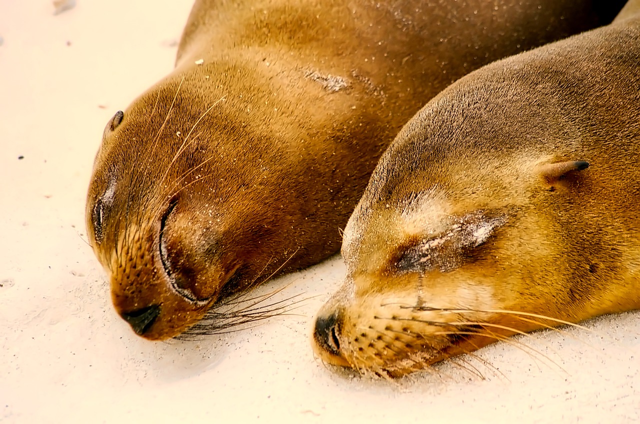 Image - seals sleeping resting cute beach