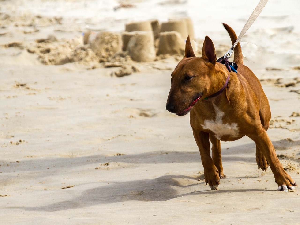 Image - dog miniature bull terrier canine