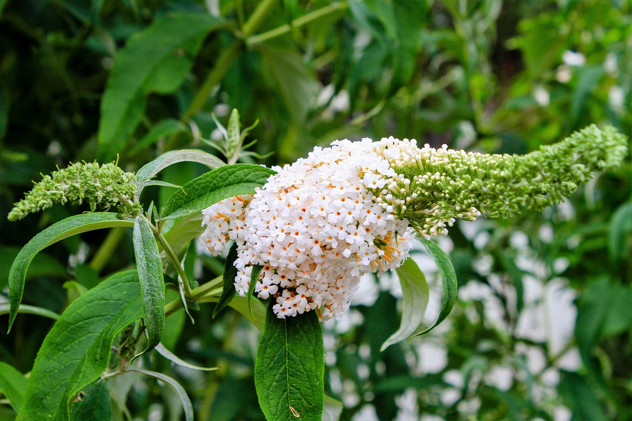 Image - flower lilac white nature bush