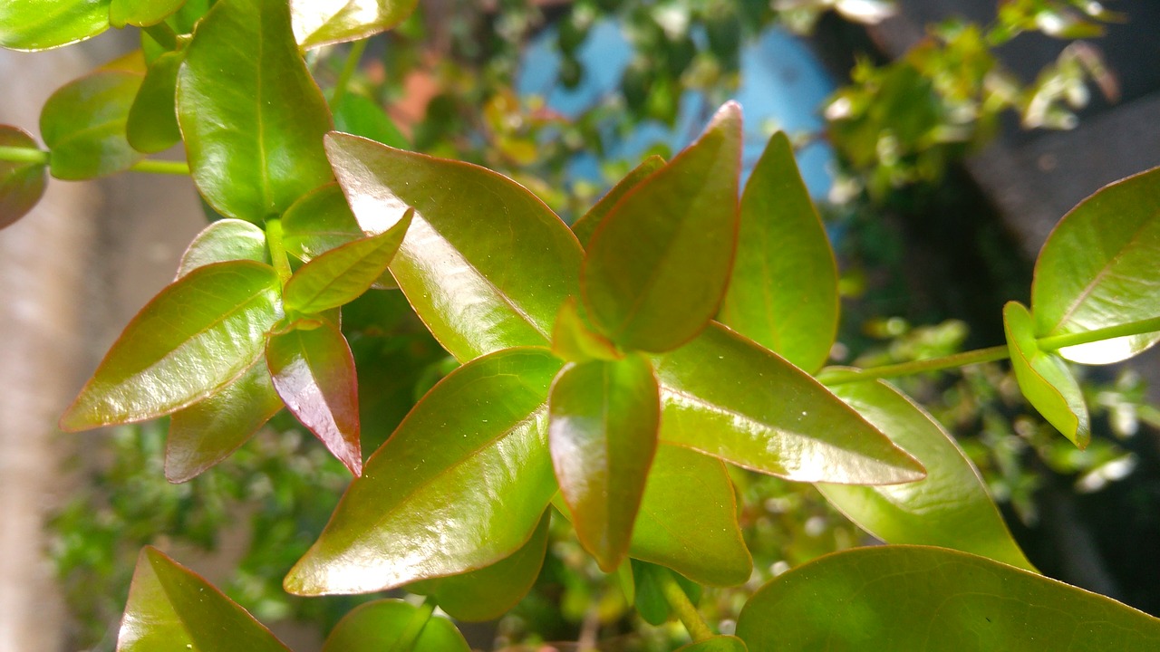 Image - leaves nature research