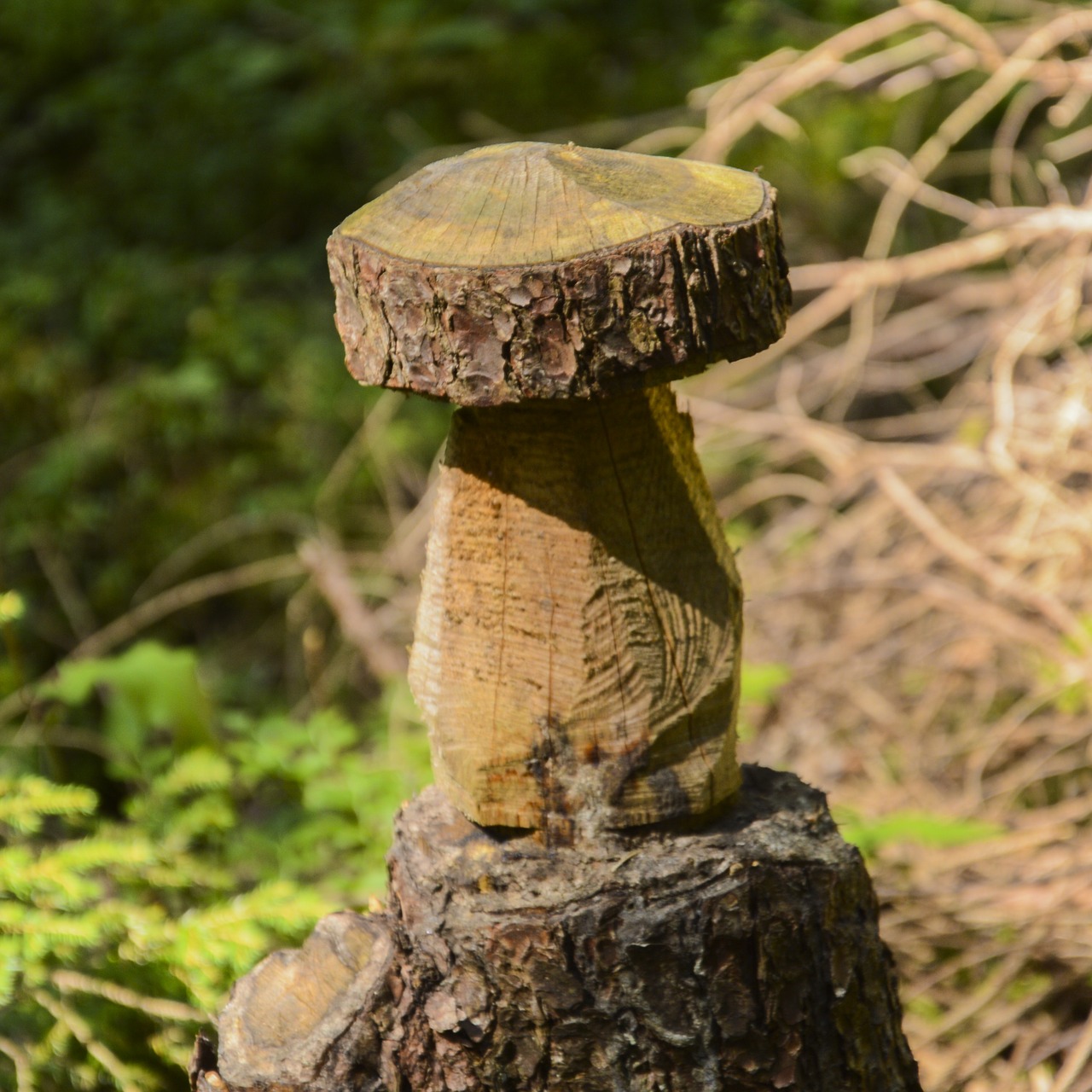 Image - mushroom wood tree tree fungus