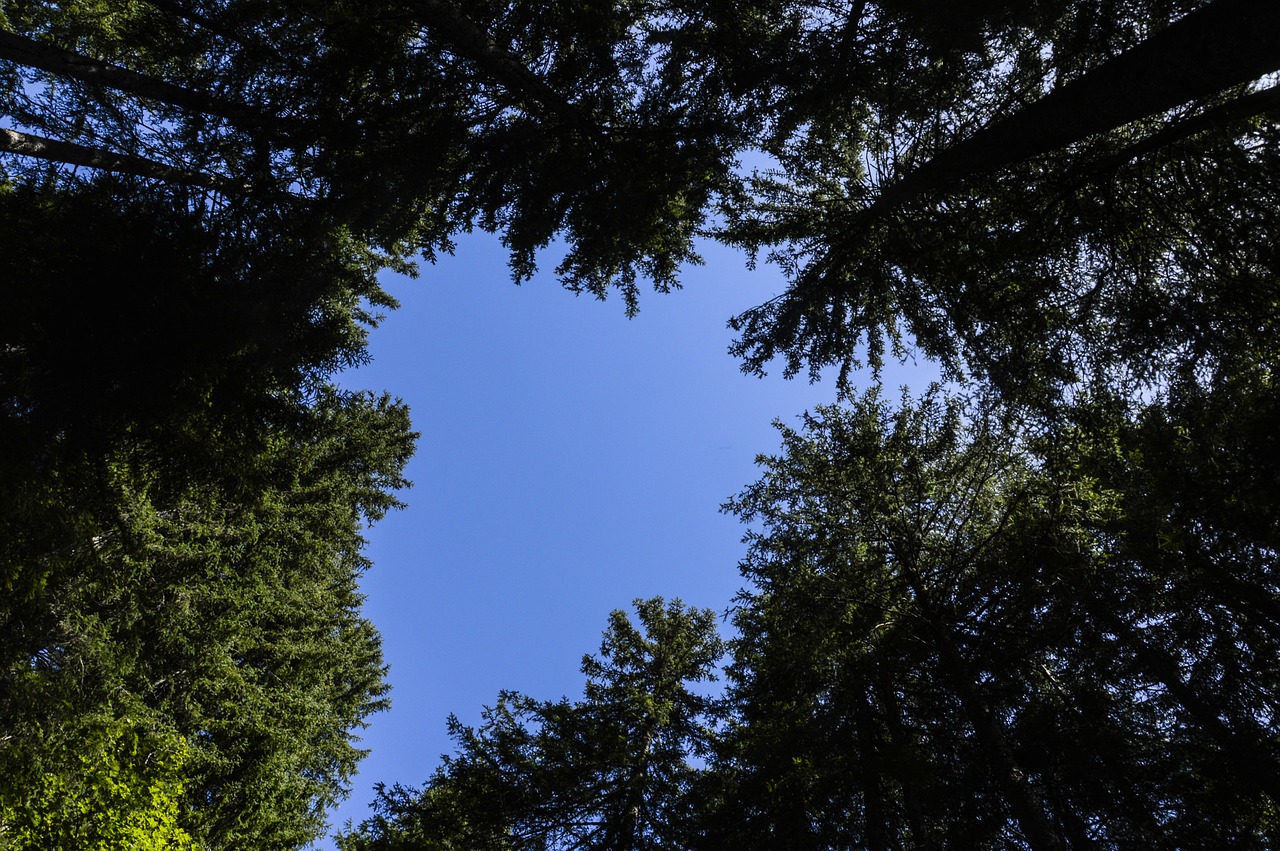 Image - grindelwald trees switzerland