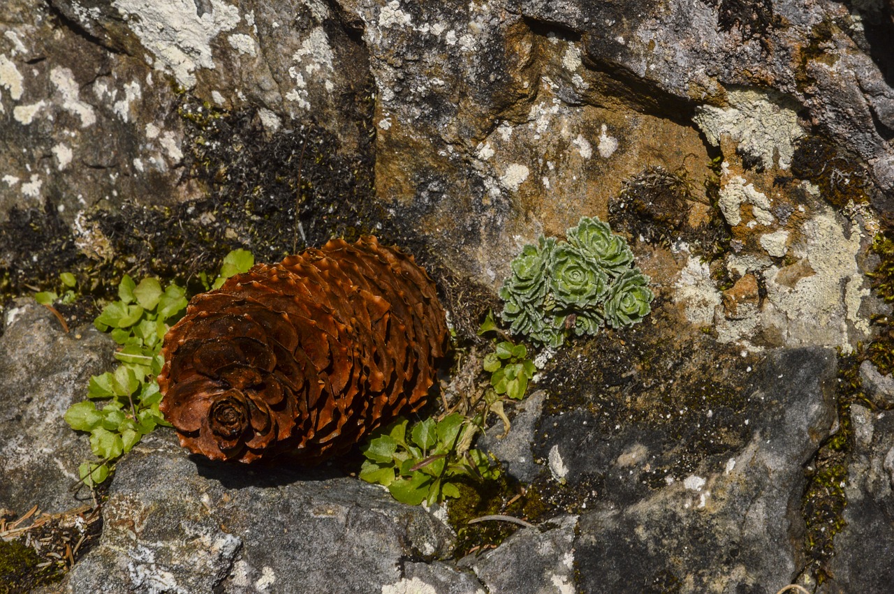 Image - pine cones tap fir nature wood