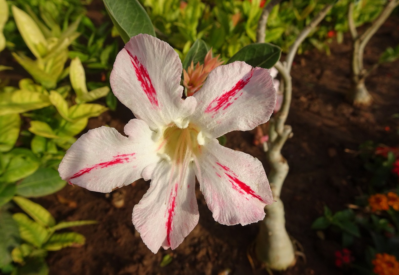 Image - flower adenium apocynum apocynaceae