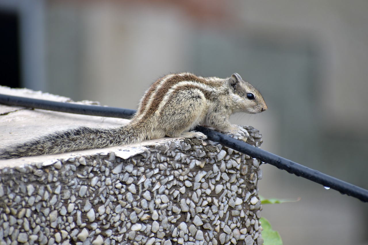 Image - squirrel on the edge rodent cute
