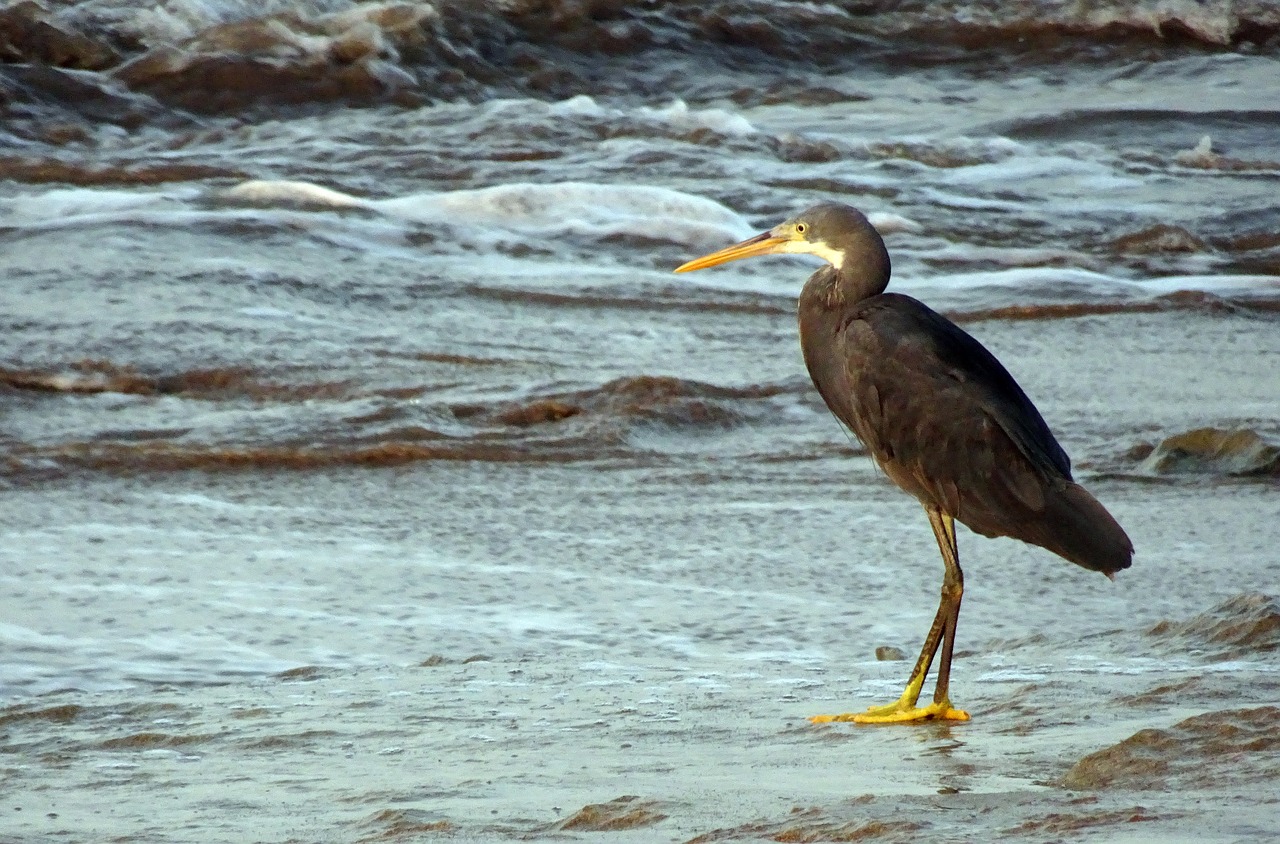 Image - bird wader western reef heron