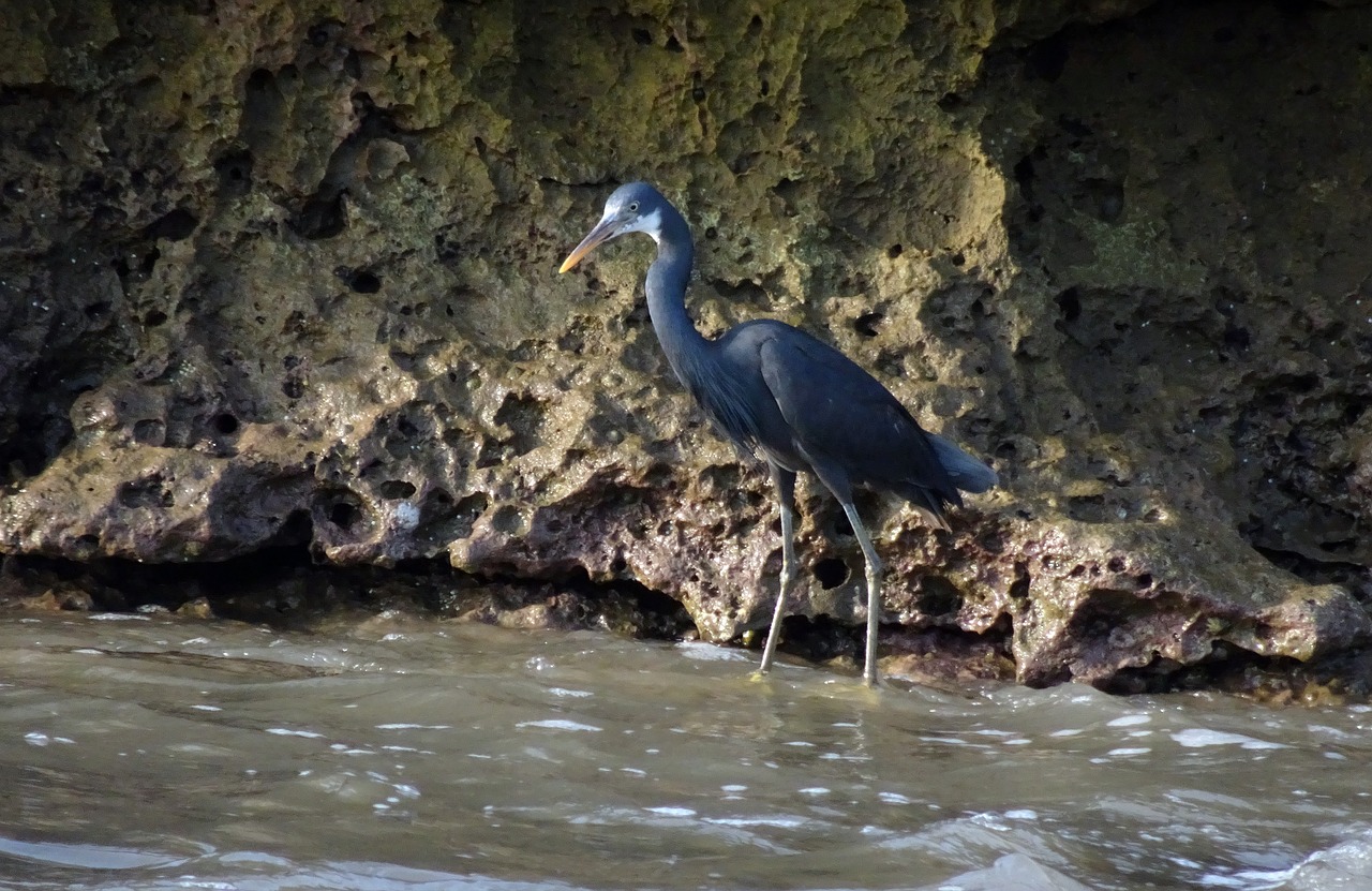 Image - bird wader western reef heron