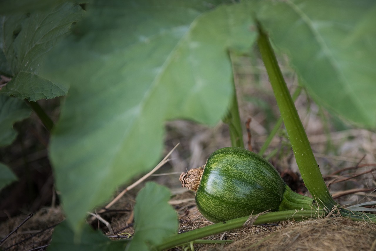Image - plant pumpkin leaf harvest green