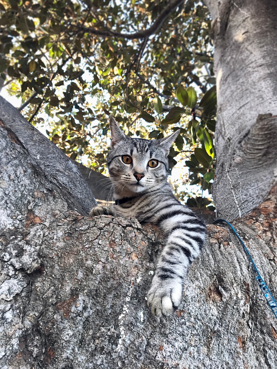 Image - tree cat pet domestic kitty