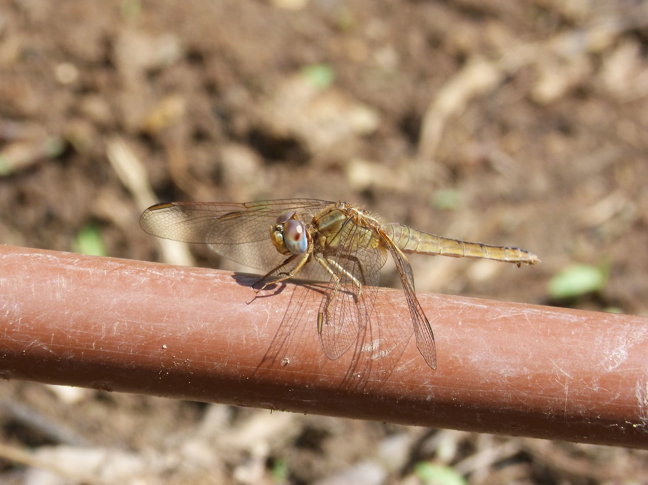 Image - dragonfly irrigation pipe