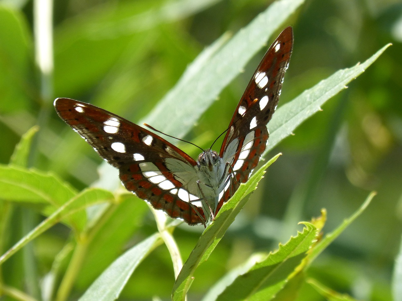 Image - butterfly nymph streams