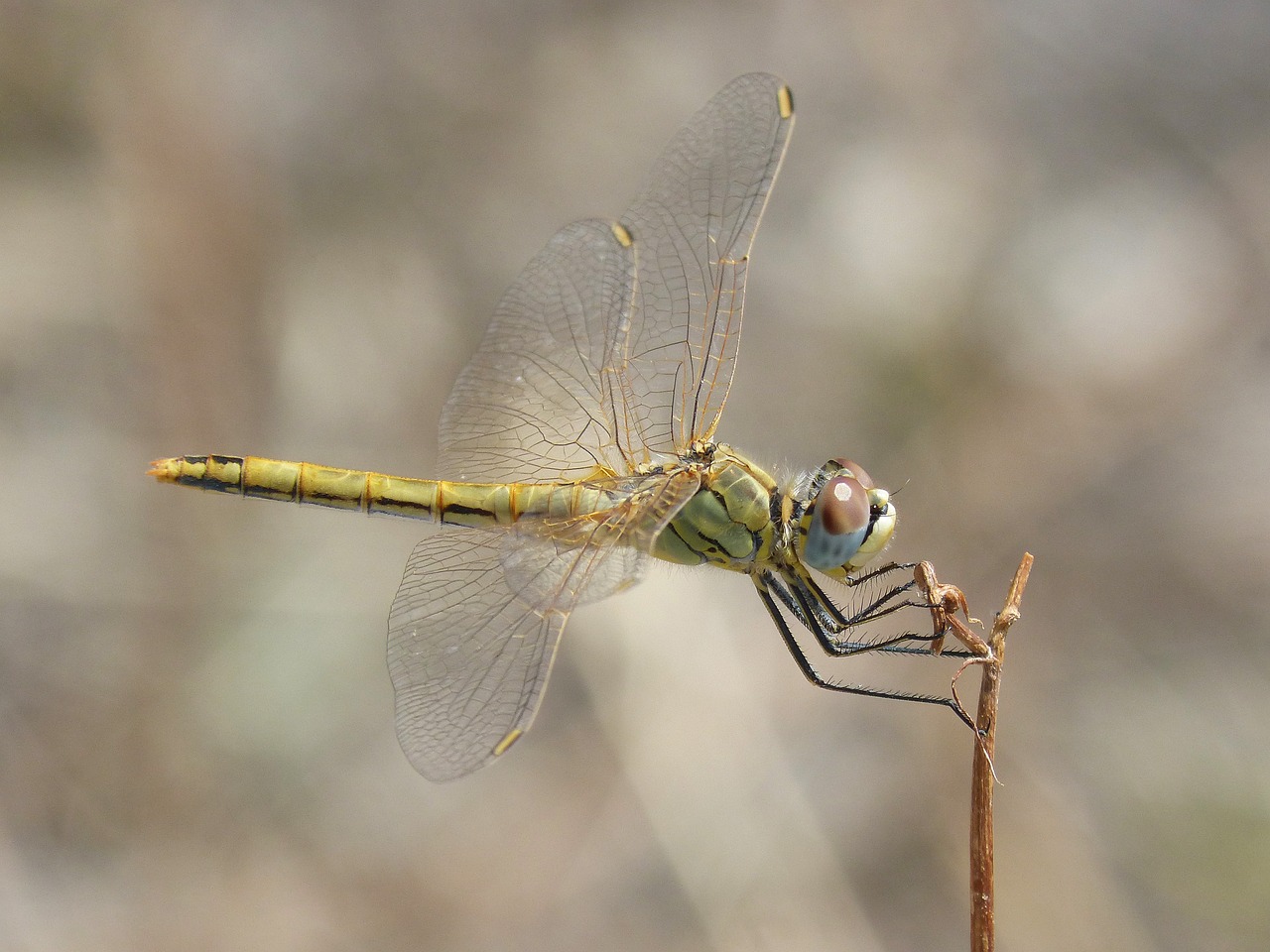 Image - dragonfly yellow dragonfly branch