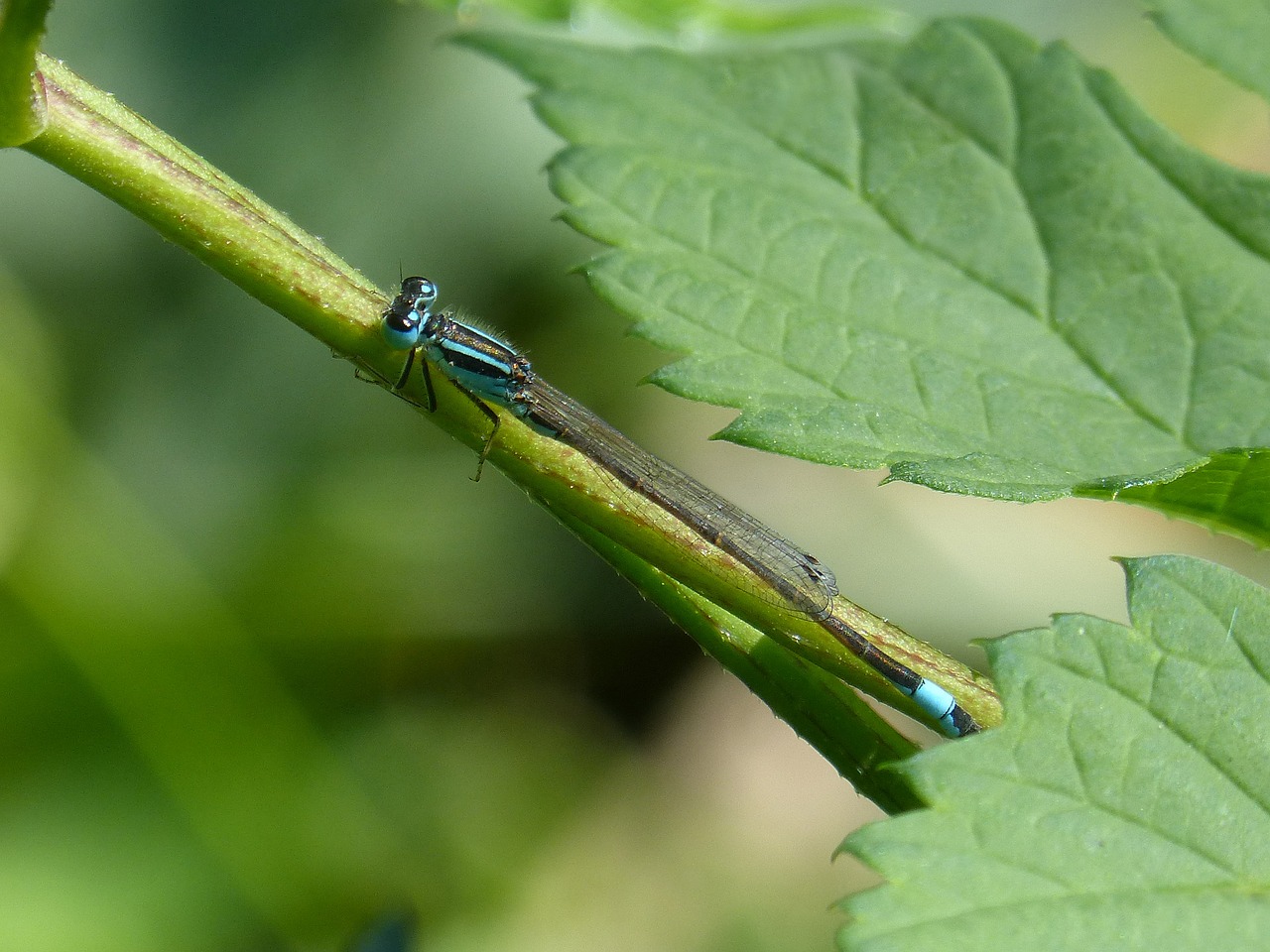 Image - dragonfly damselfly ischnura elegans