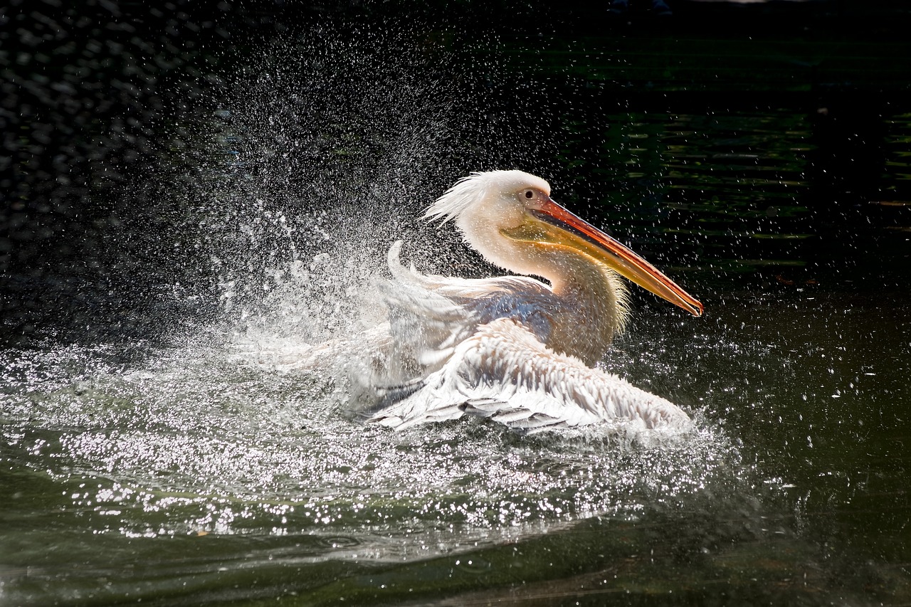 Image - pelikan wilhelma water bird wing