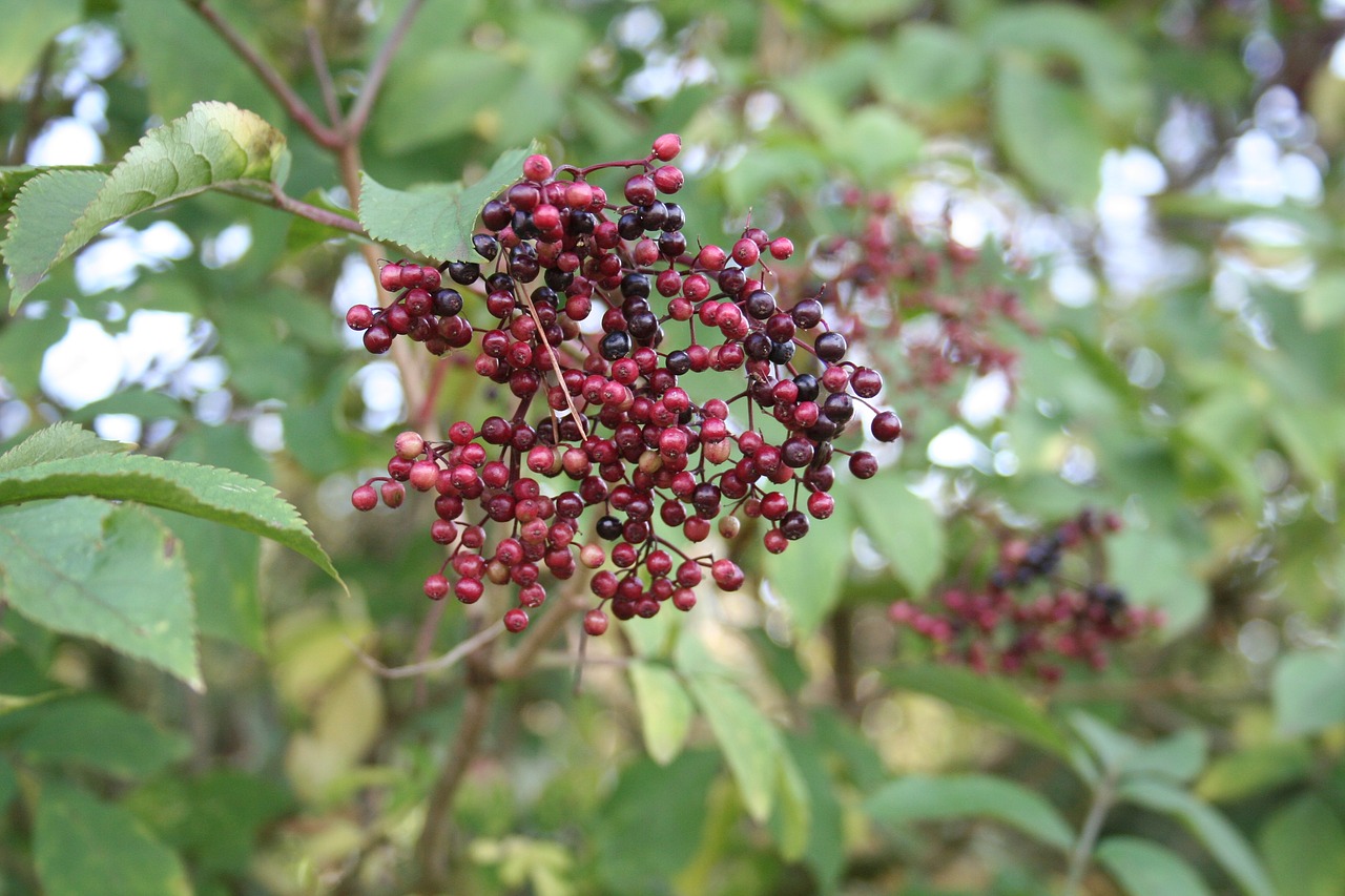 Image - elder elderberry flower holder bush