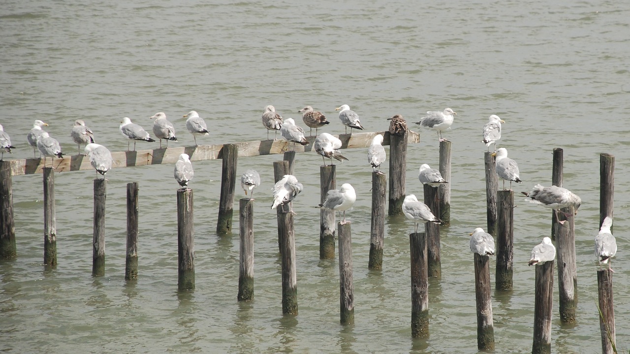 Image - tangier island birds bay chesapeake