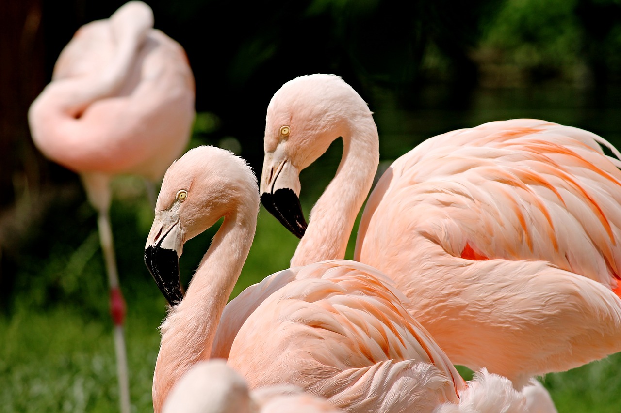 Image - flamingos birds pink water bird