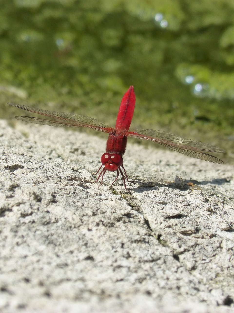 Image - dragonfly red dragonfly rock pond