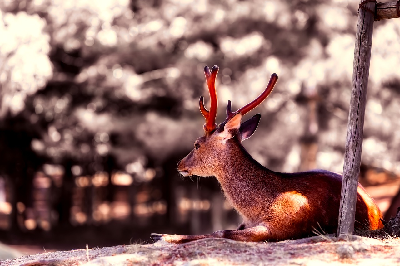 Image - deer animal wildlife resting