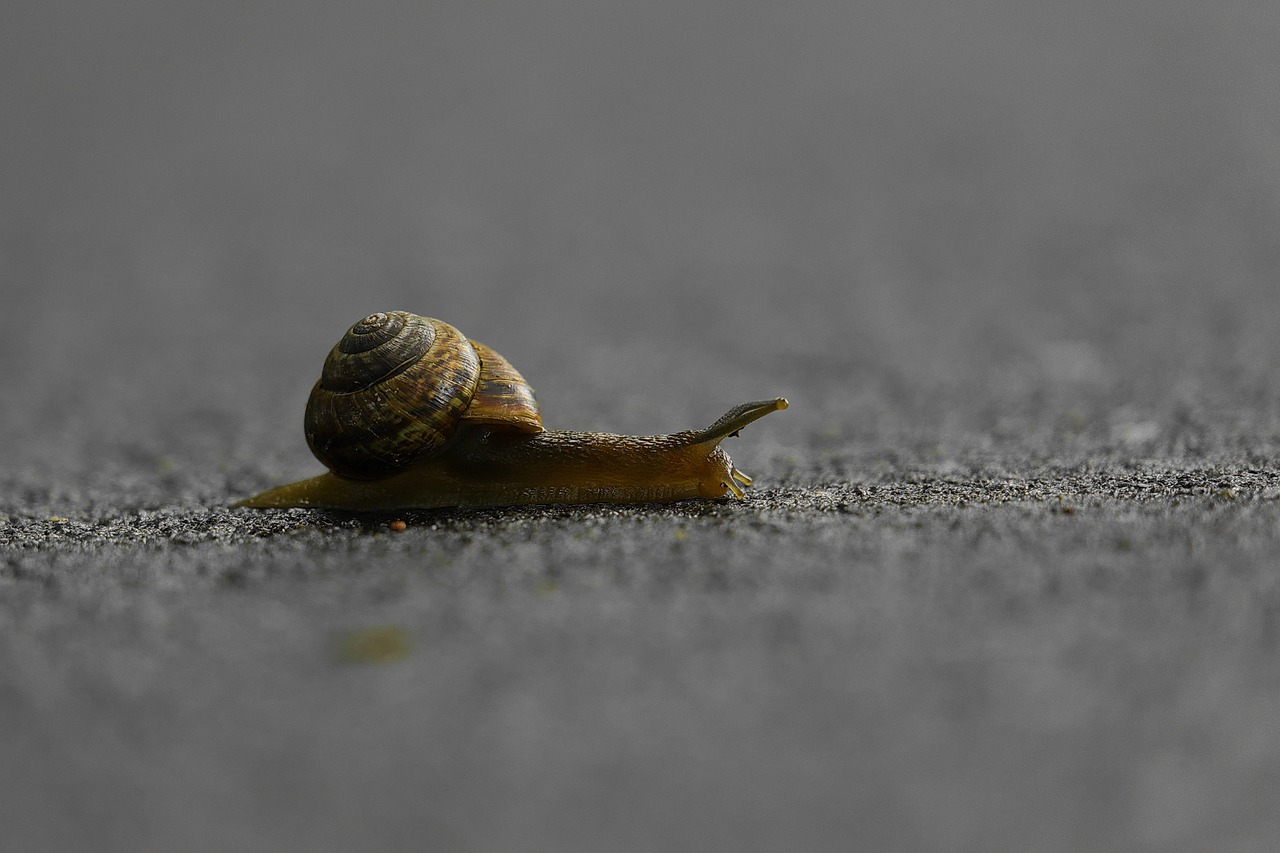 Image - snail crossing slow speed nature