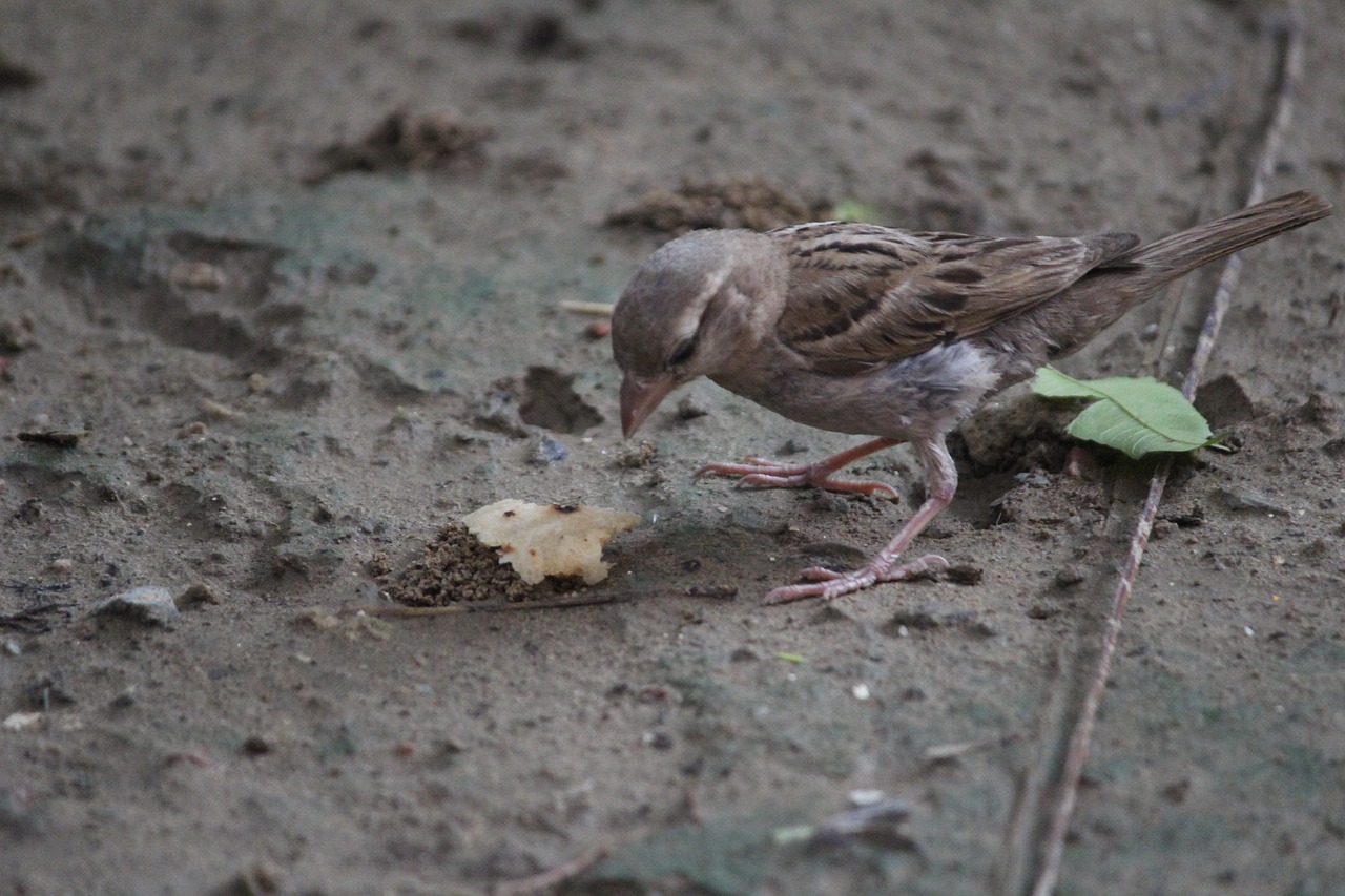 Image - sparrow bird aves food usct