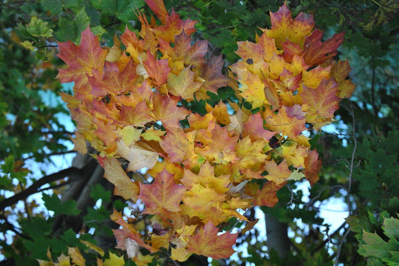 Image - heart leaves autumn romantic
