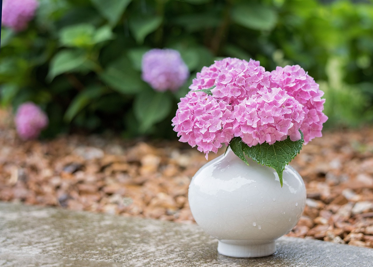 Image - hydrangea rain flower spring