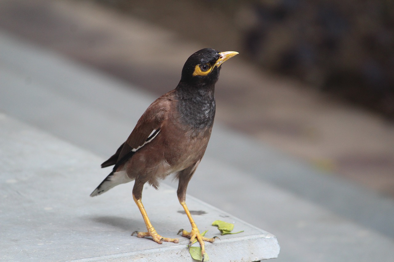 Image - acridotheres tristis common myna