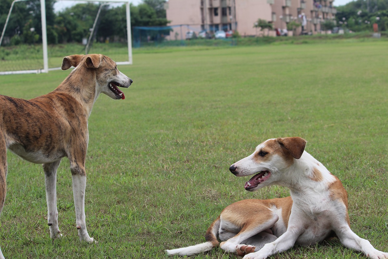 Image - dogs sitting panting playful tired