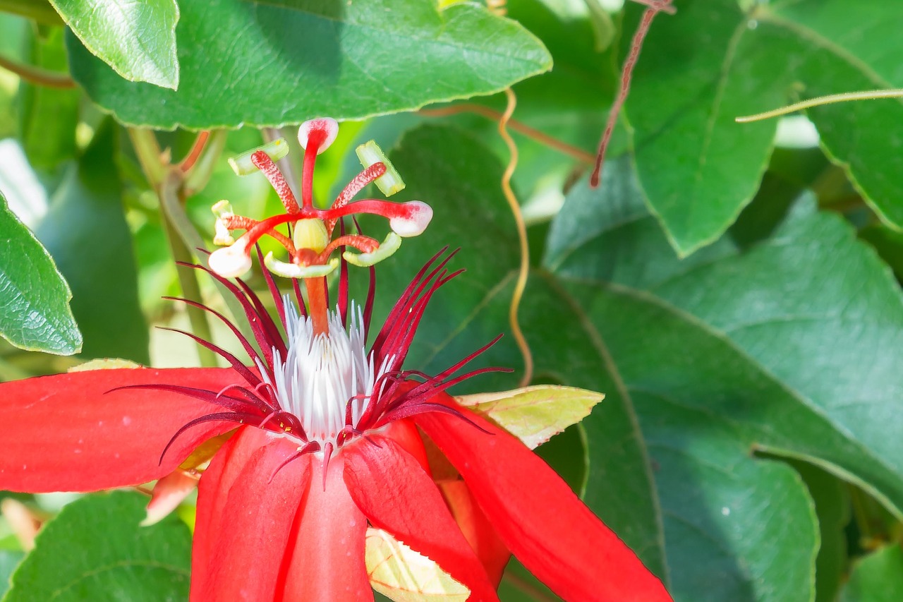 Image - botanic garden puerto vallarta
