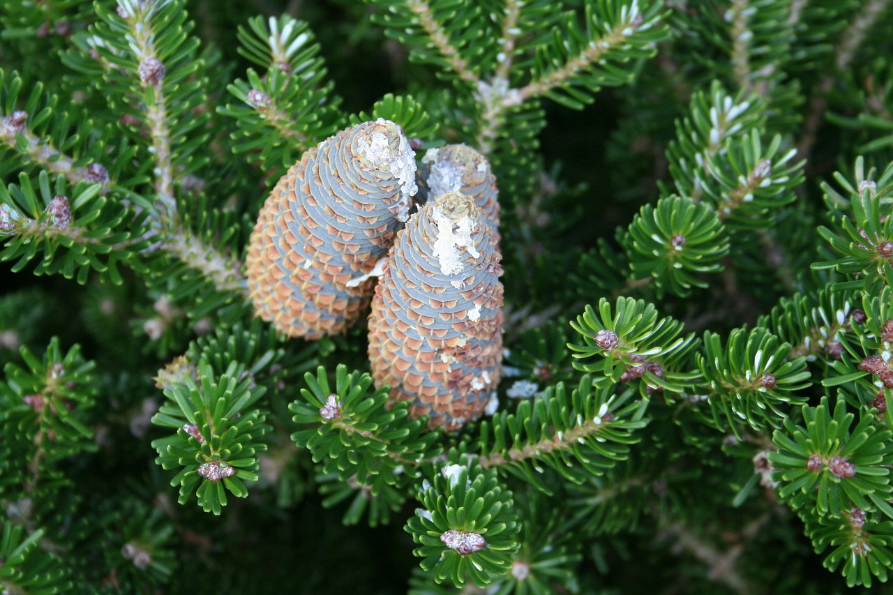Image - pine cones christmas resin tap