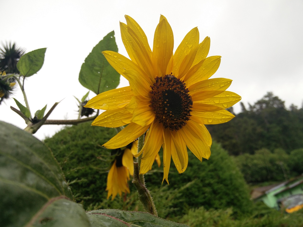 Image - sun flower garden rainy gardening