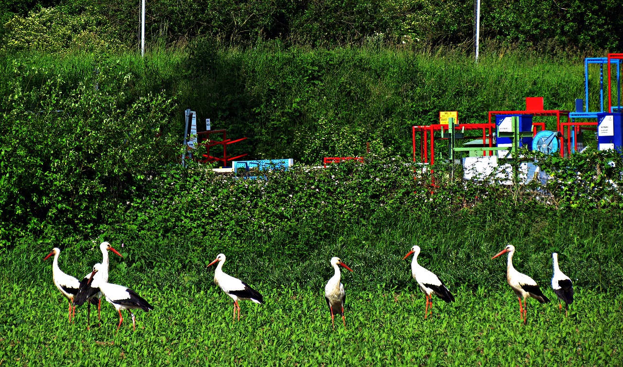 Image - stork field meadow storks herd