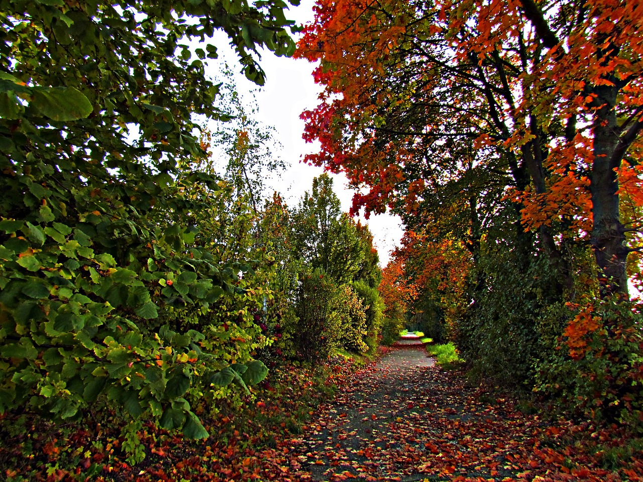 Image - autumn foliage red colors bridge
