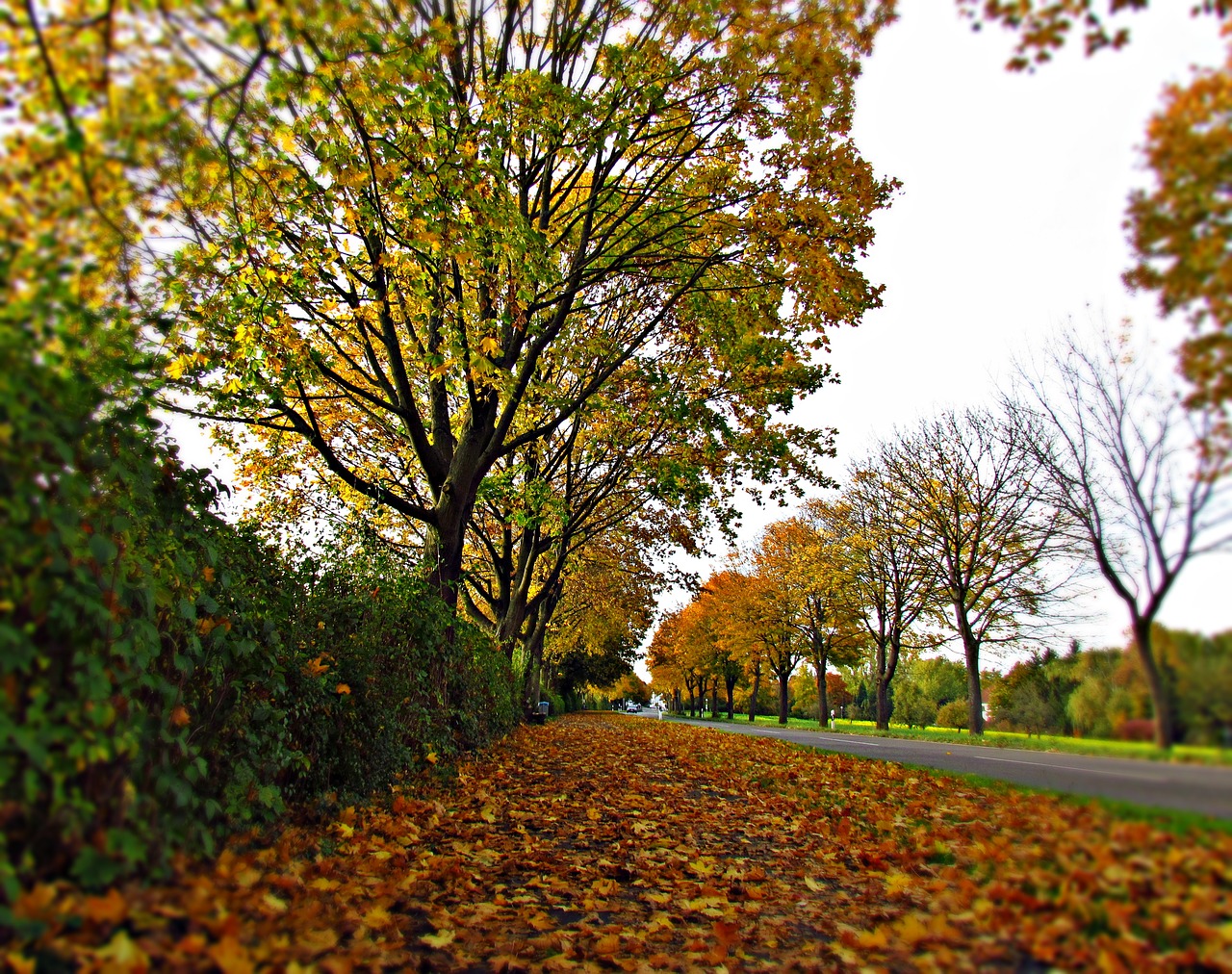 Image - autumn foliage red colors bridge