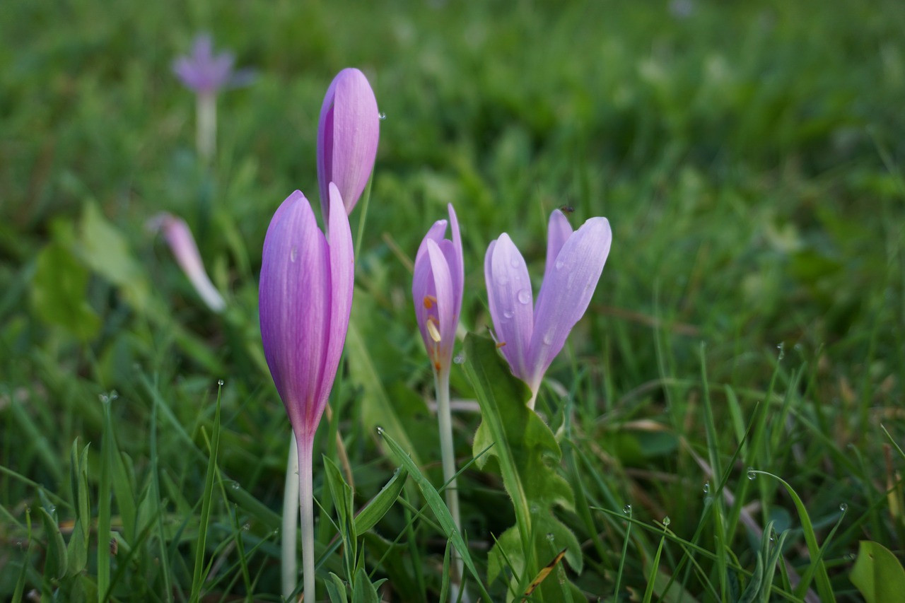 Image - herbstzeitlose colchicum autumnale