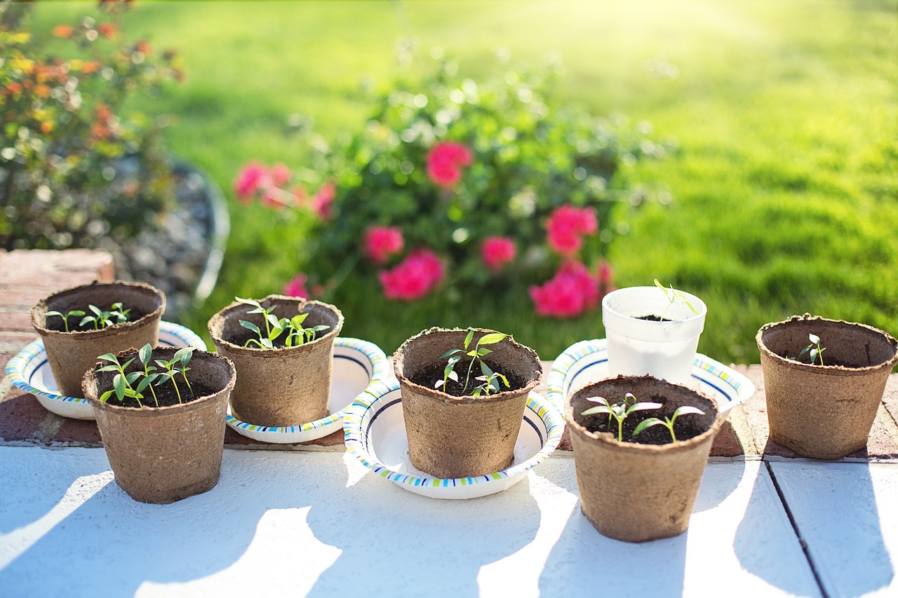 Image - seedlings planting gardening green