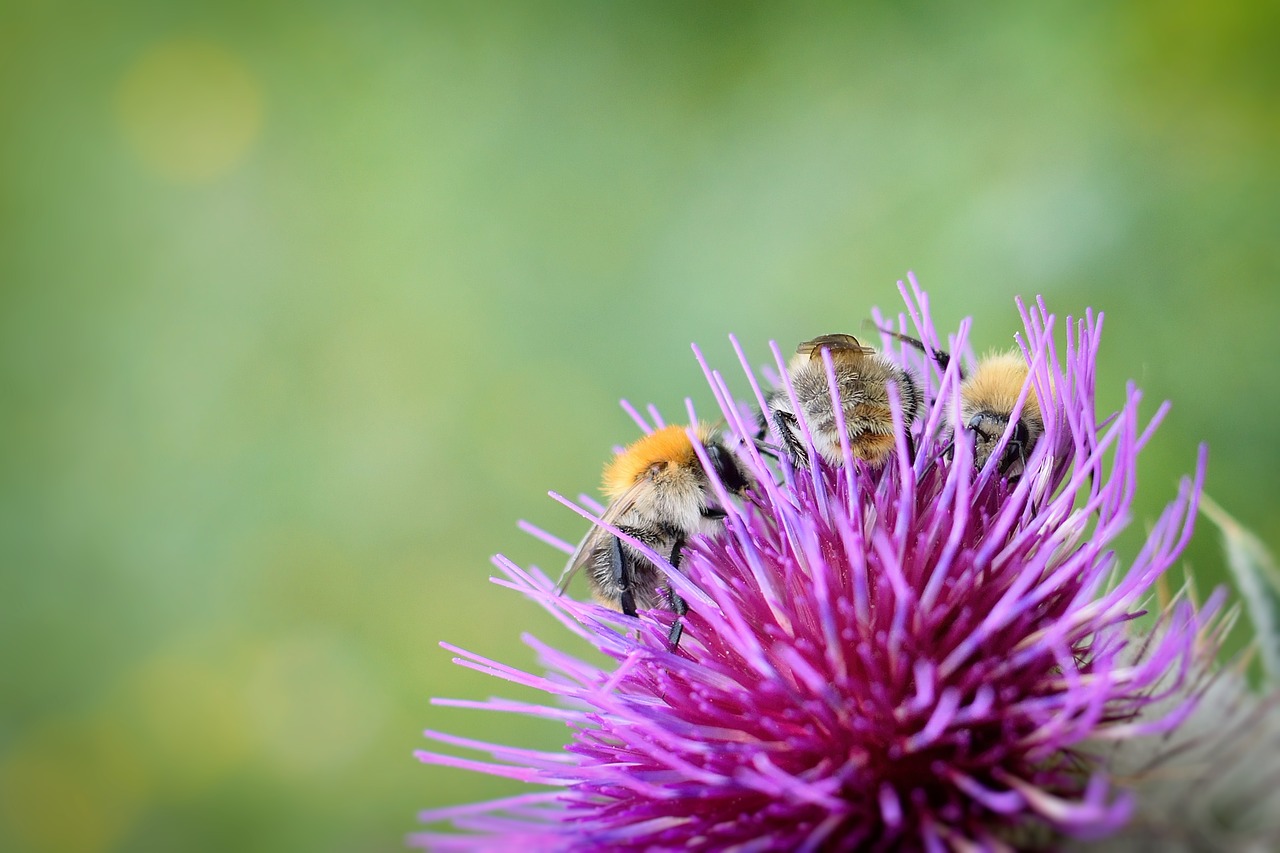 Image - bumble bee insect summer thistle